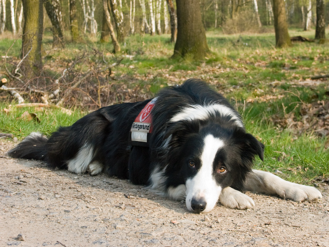 Foto: hunde-foto.net - Th. Eckhoff