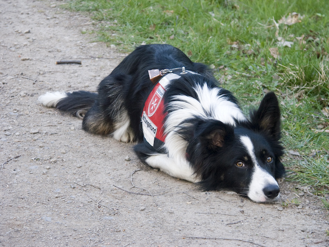 Foto: hunde-foto.net - Th. Eckhoff