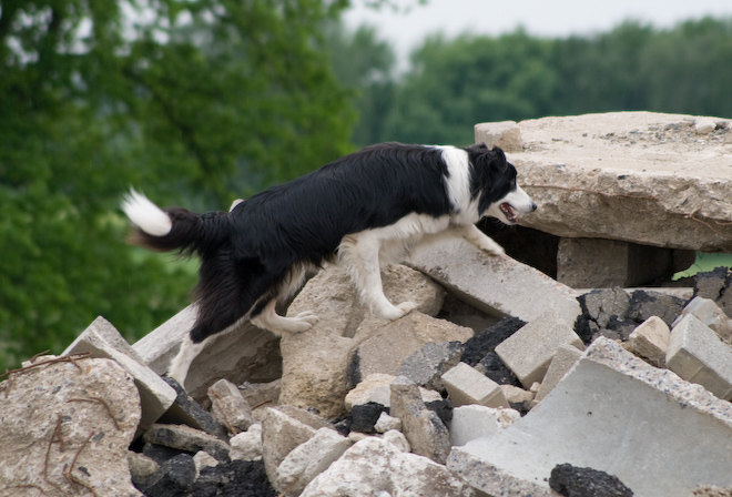 Foto: hunde-foto.net - Th. Eckhoff