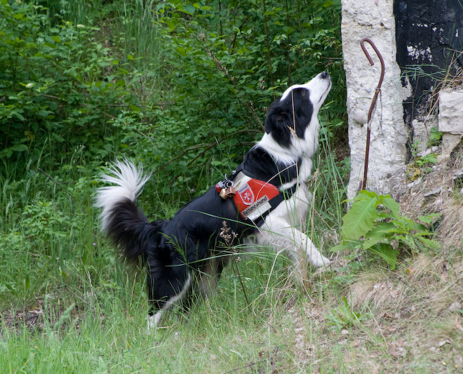 Foto: hunde-foto.net - Th. Eckhoff