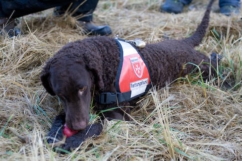 Foto: hunde-foto.net - Th. Eckhoff