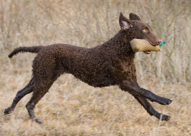 Foto: hunde-foto.net - Th. Eckhoff