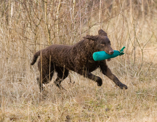 Photo: hunde-foto.net - Th. Eckhoff