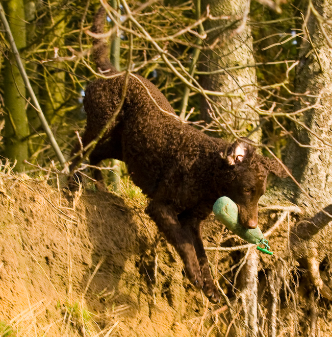 Foto: hunde-foto.net - Th. Eckhoff