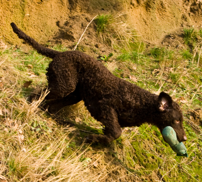 Foto: hunde-foto.net - Th. Eckhoff