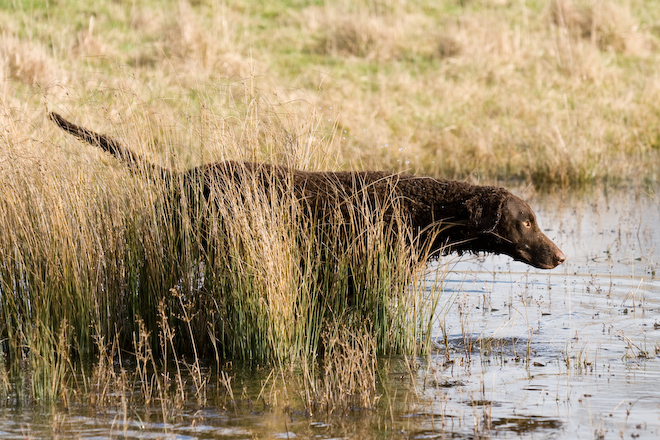 Photo: hunde-foto.net - Th. Eckhoff