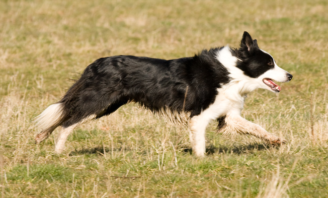 Foto: hunde-foto.net - Th. Eckhoff