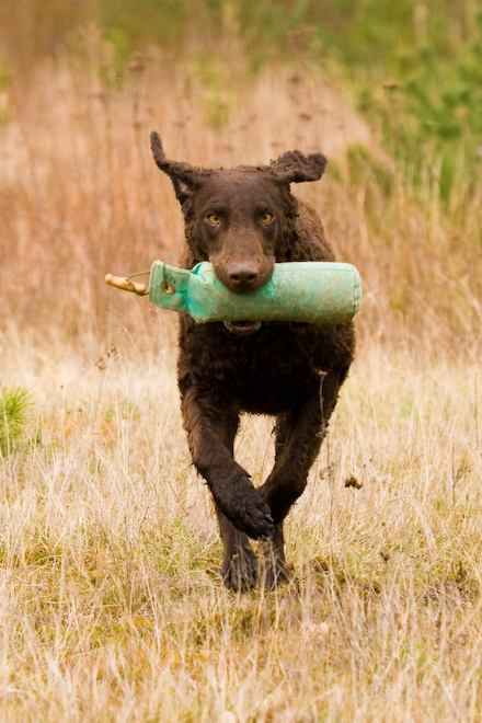 Foto: hunde-foto.net - Th. Eckhoff