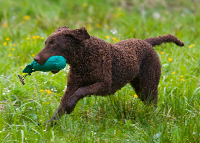 Foto: hunde-foto.net - Th. Eckhoff