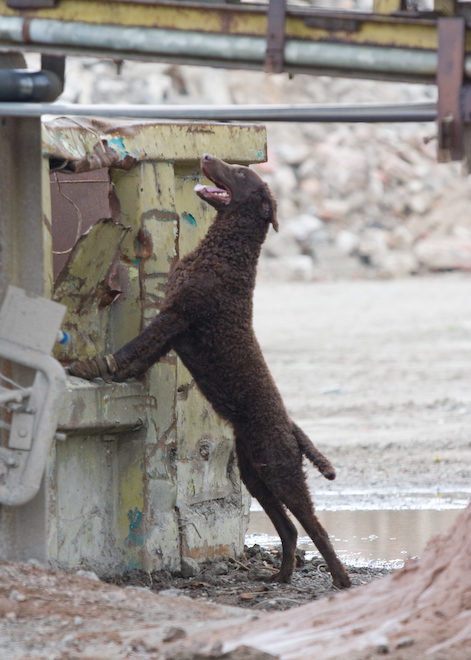 Photo: hunde-foto.net - Th. Eckhoff