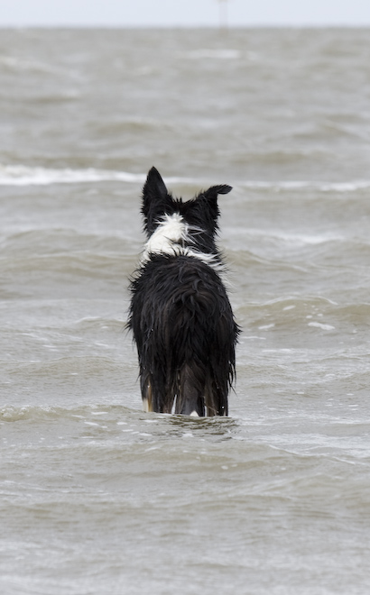 Foto: hunde-foto.net - Th. Eckhoff