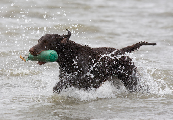 Photo: hunde-foto.net - Th. Eckhoff