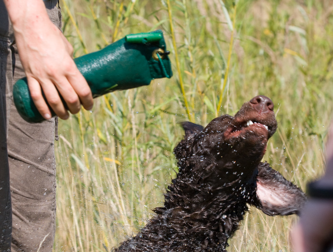 Foto: hunde-foto.net - Th. Eckhoff