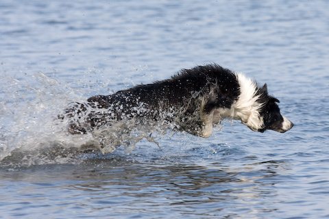 Foto: hunde-foto.net - Th. Eckhoff