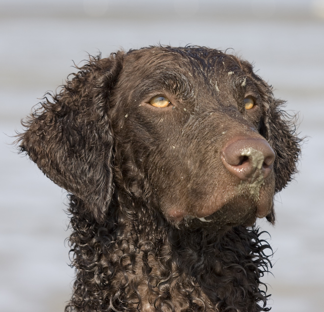 Foto: hunde-foto.net - Th. Eckhoff