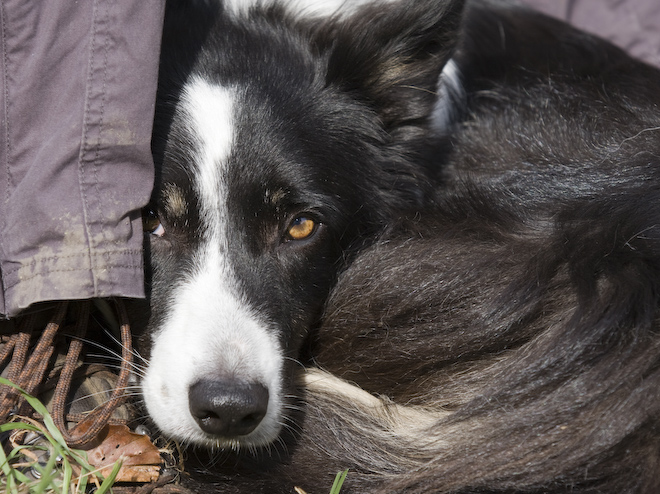 Foto: hunde-foto.net - Th. Eckhoff