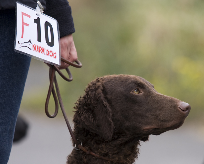 Foto: hunde-foto.net - Th. Eckhoff