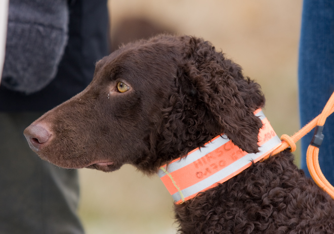 Foto: hunde-foto.net - Th. Eckhoff