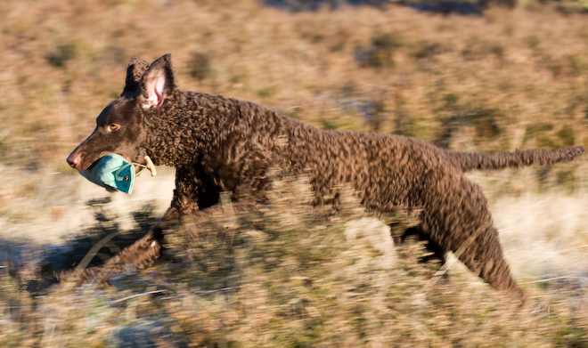 Foto: hunde-foto.net - Th. Eckhoff