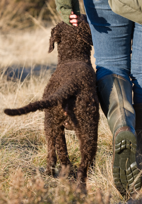 Foto: hunde-foto.net - Th. Eckhoff