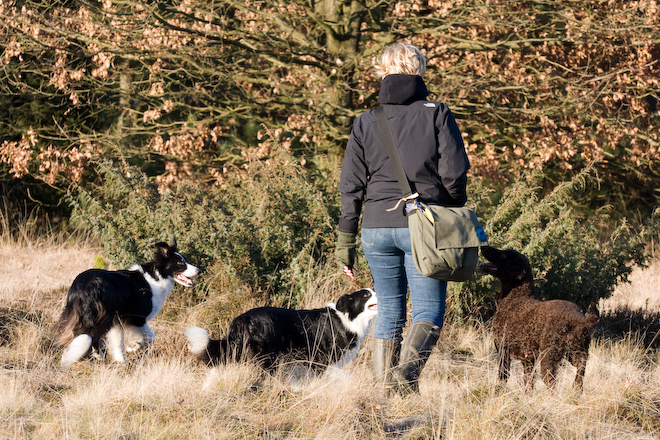 Foto: hunde-foto.net - Th. Eckhoff