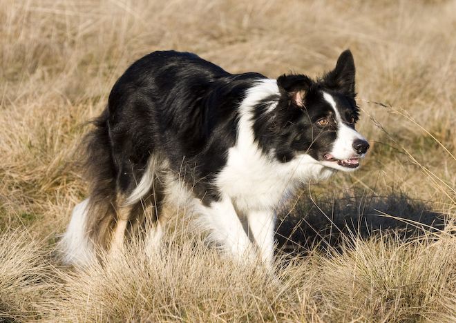 Foto: hunde-foto.net - Th. Eckhoff