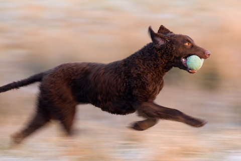 Foto: hunde-foto.net - Th. Eckhoff