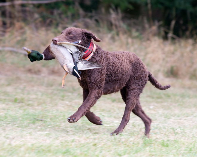 Foto: hunde-foto.net - Th. Eckhoff