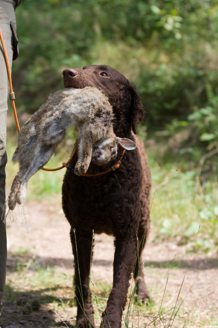 Foto: hunde-foto.net - Th. Eckhoff