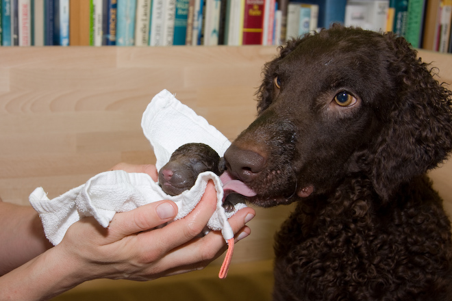 Foto: hunde-foto.net - Th. Eckhoff