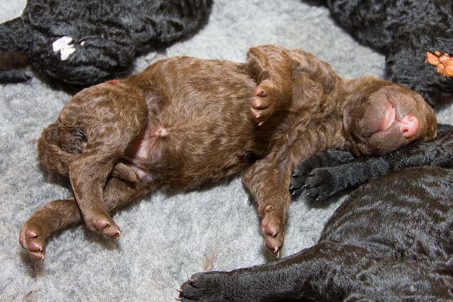 Foto: hunde-foto.net - Th. Eckhoff