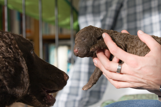 Foto: hunde-foto.net - Th. Eckhoff